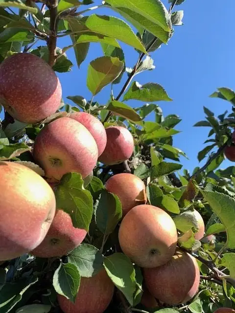 Apple Crisp